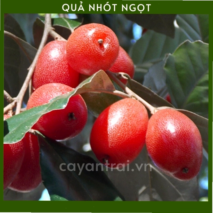 Cận cảnh sâu bệnh hại trên lá cây nhót ngọt cần phòng trừ