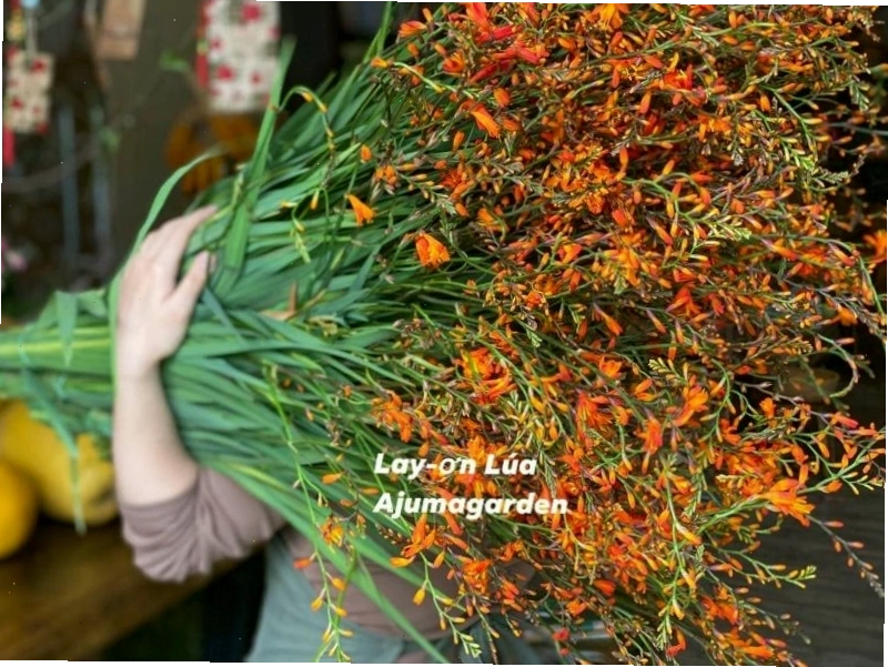 Cận cảnh vẻ đẹp độc đáo của hoa dơn lúa màu vàng rực rỡ