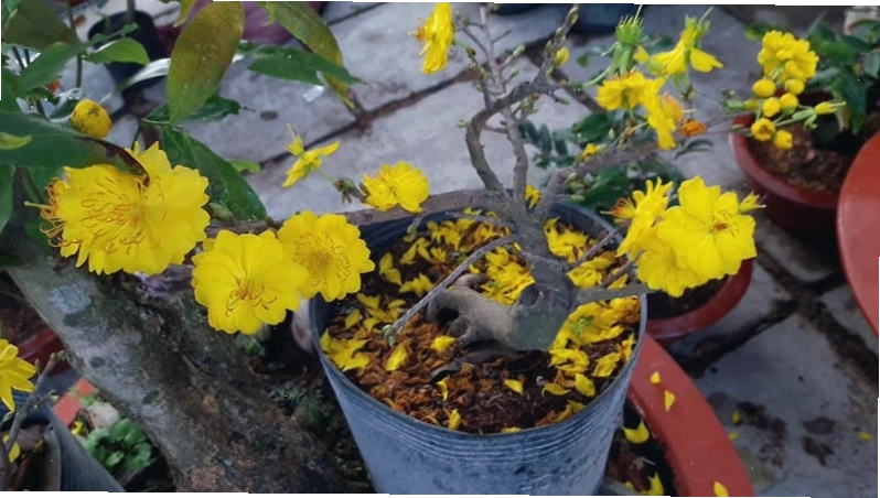 Cành hoa mai vàng với nhiều nụ và hoa đang nở
