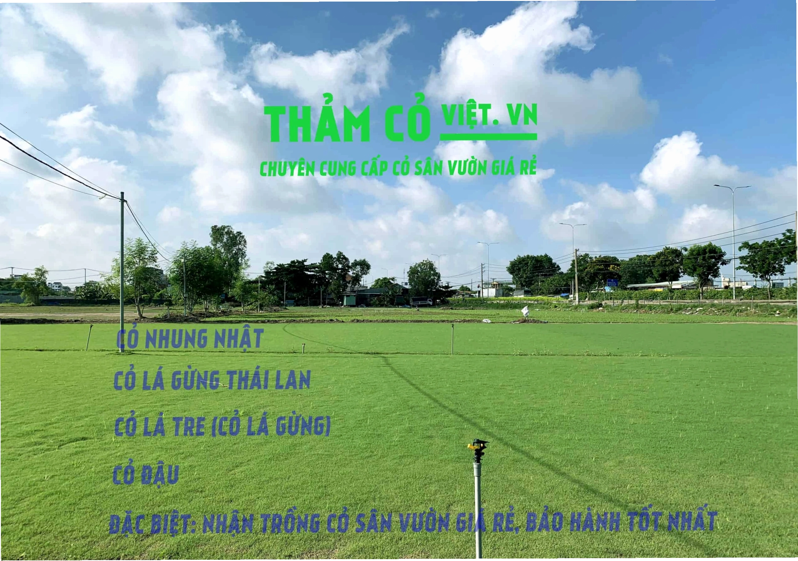 Cảnh quan sân vườn xanh mướt với thảm cỏ lá gừng