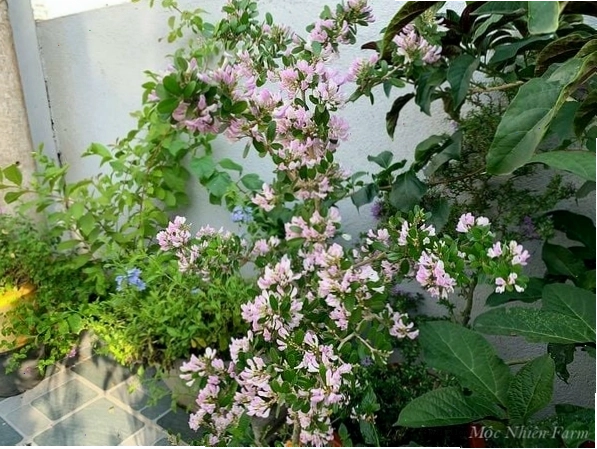 Cắt tỉa cành lá cây lãnh sam để tạo dáng