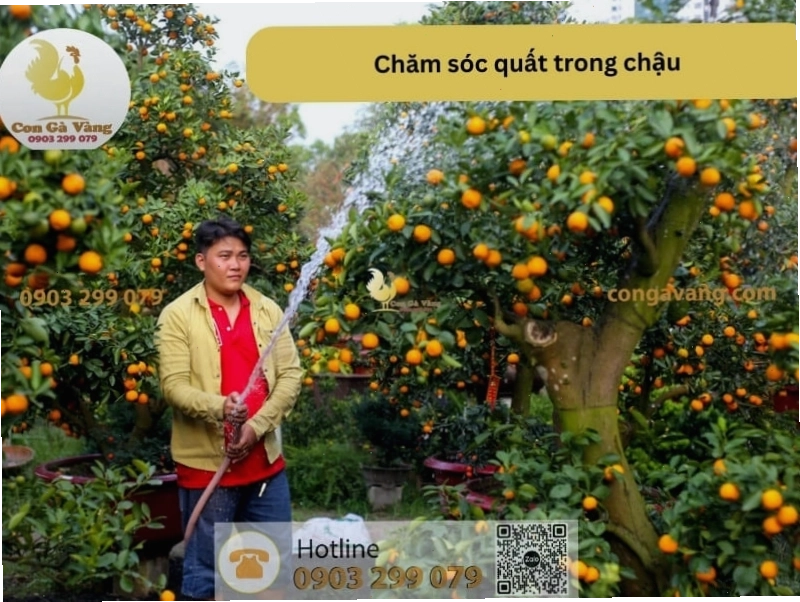 Cắt tỉa cành lá giúp cây quất thông thoáng, hạn chế sâu bệnh