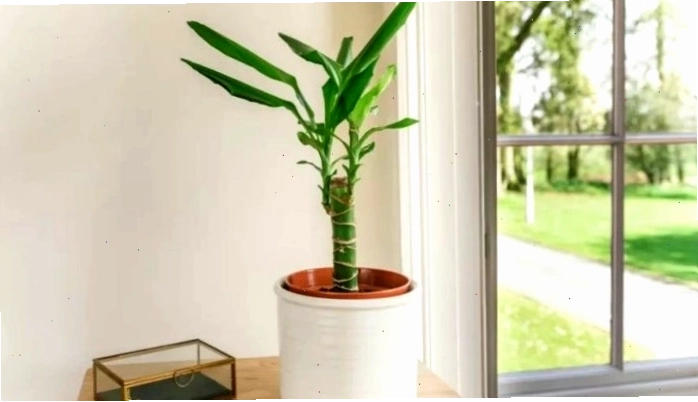 Cắt tỉa cành thiết mộc lan trước khi giâm