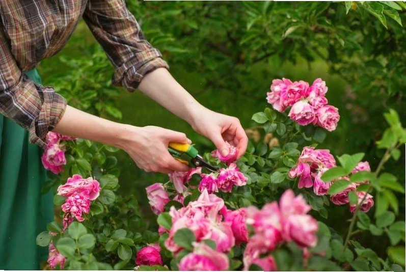 Cắt tỉa thường xuyên giúp duy trì vẻ đẹp và sức khỏe cho cây hoa hồng