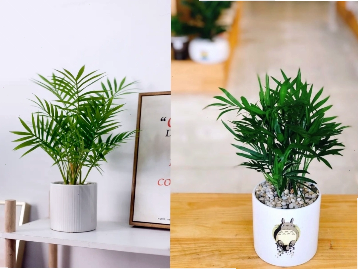 Cau tiểu trâm thanh thoát tăng cường bình an và sức khỏe