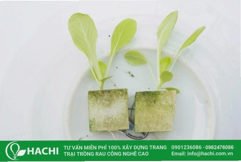 Cấu trúc xốp của mút giúp giữ ẩm tốt, tạo điều kiện lý tưởng cho hạt giống nảy mầm