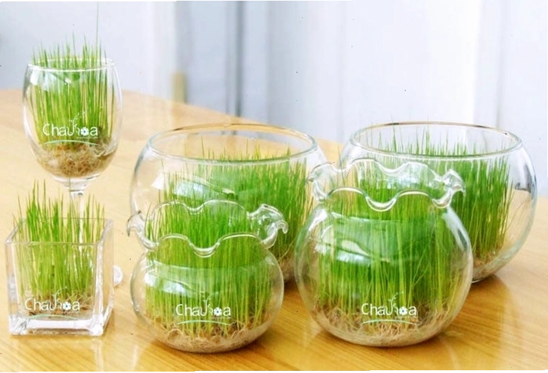 Cây Bạc Hà với hương thơm mát, hợp mệnh Thủy