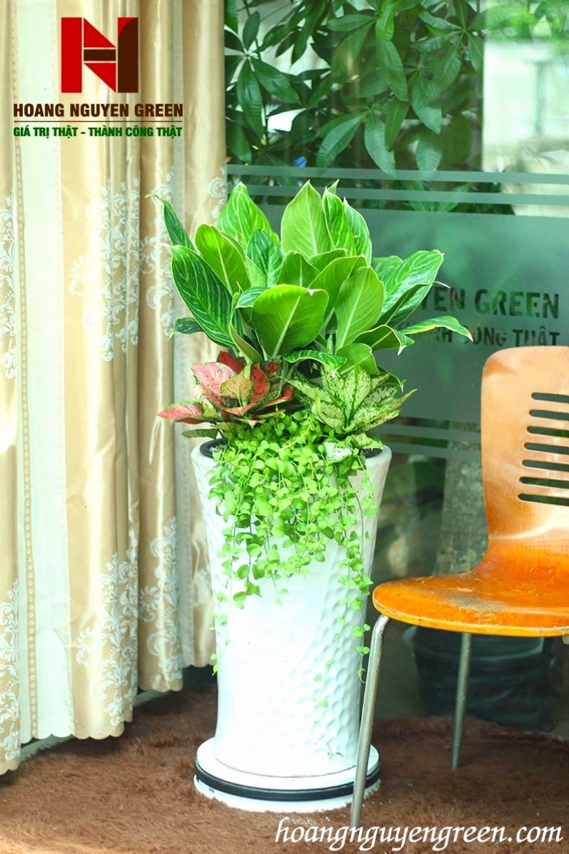 Cây bạch mã hoàng tử thần tài trong chậu sứ trang trí