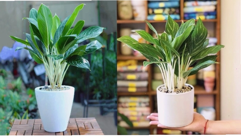 Cây Bạch Mã Hoàng Tử với lá xanh bóng và đường gân trắng đặc trưng