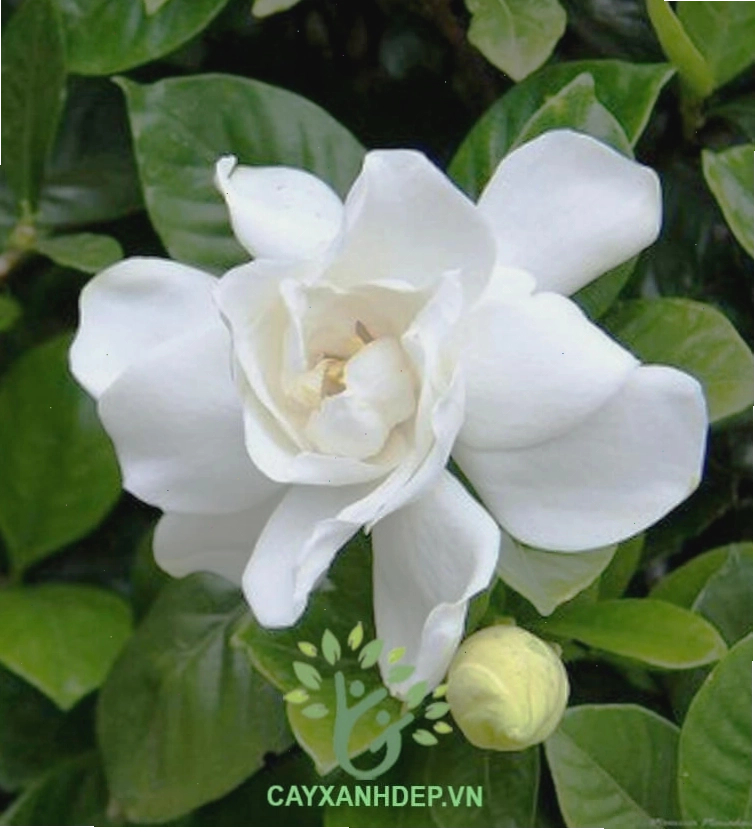 Cây Bạch Thiên Hương có hoa thơm