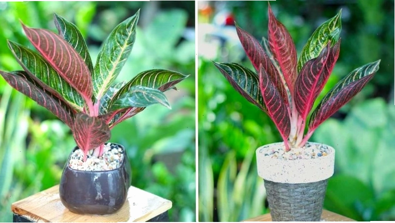 Cây bao thanh thiên với viền lá đỏ độc đáo