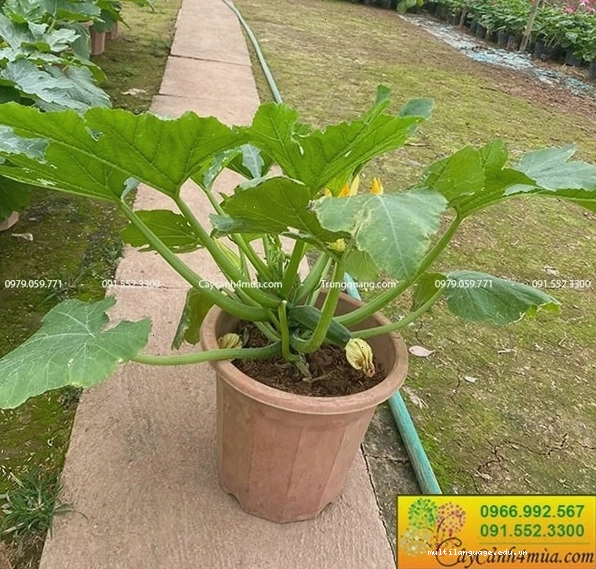 Cây bí ngòi xanh tốt cho nhiều quả