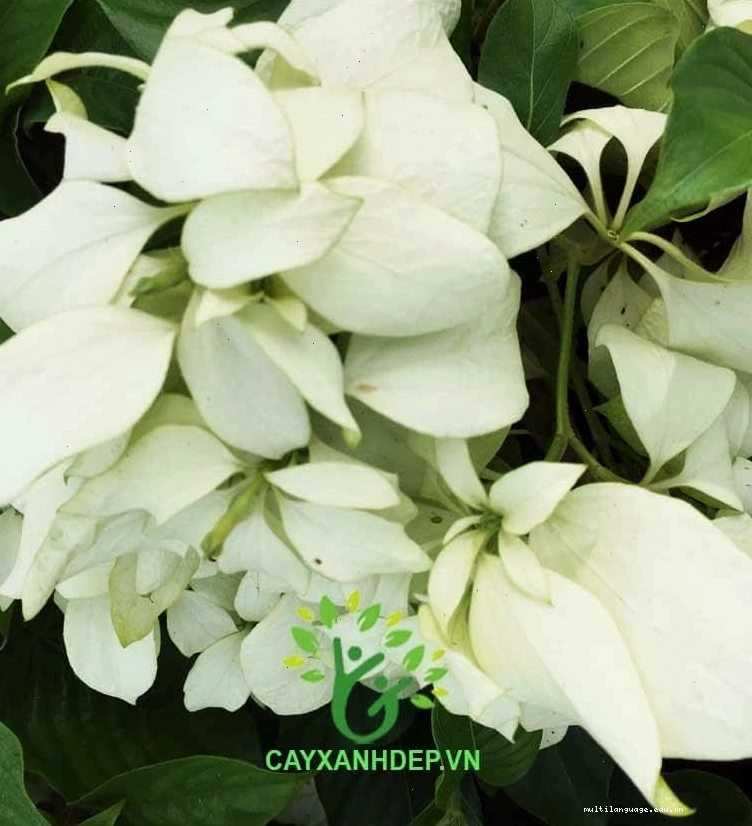 Cây Bướm Trắng với hoa trắng tinh khôi