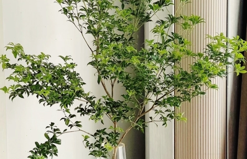 Cây cắm nước đẹp lâu, biến phòng thành rừng mini