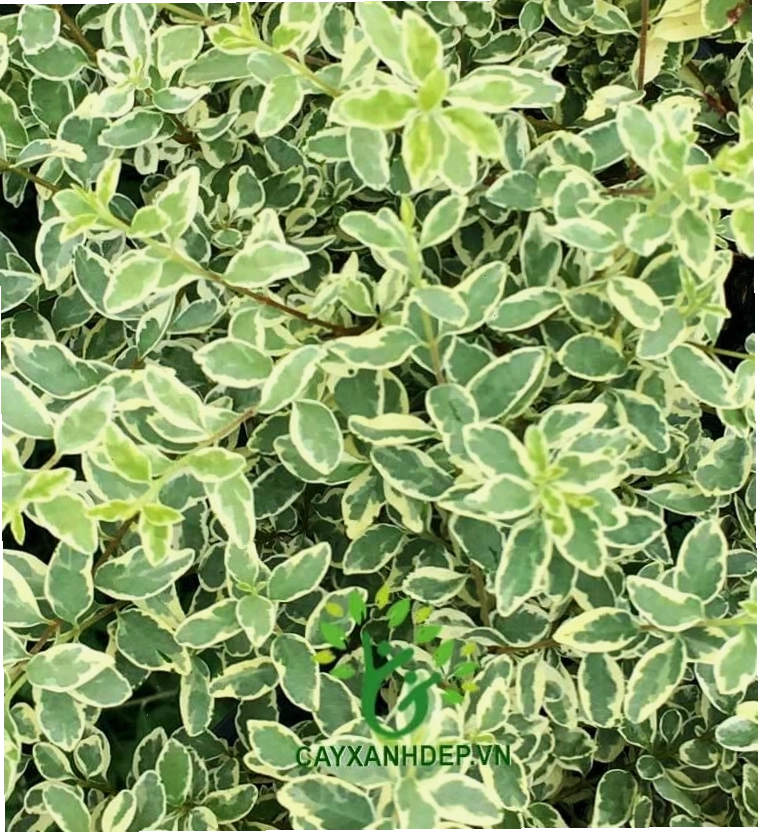 Cây Cẩm Thạch lá nhỏ