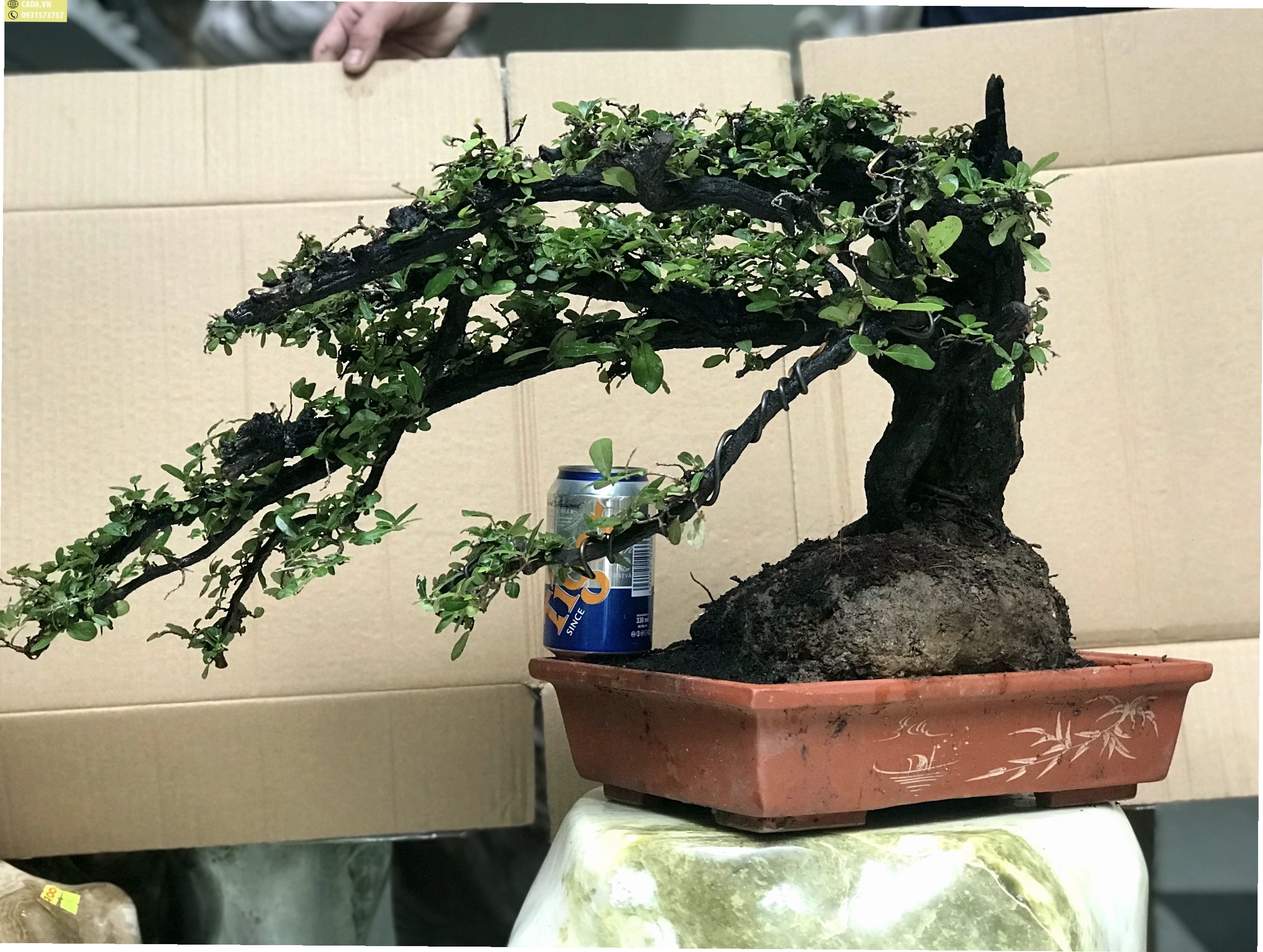 Cây cẩm thị bonsai được tạo dáng tỉ mỉ