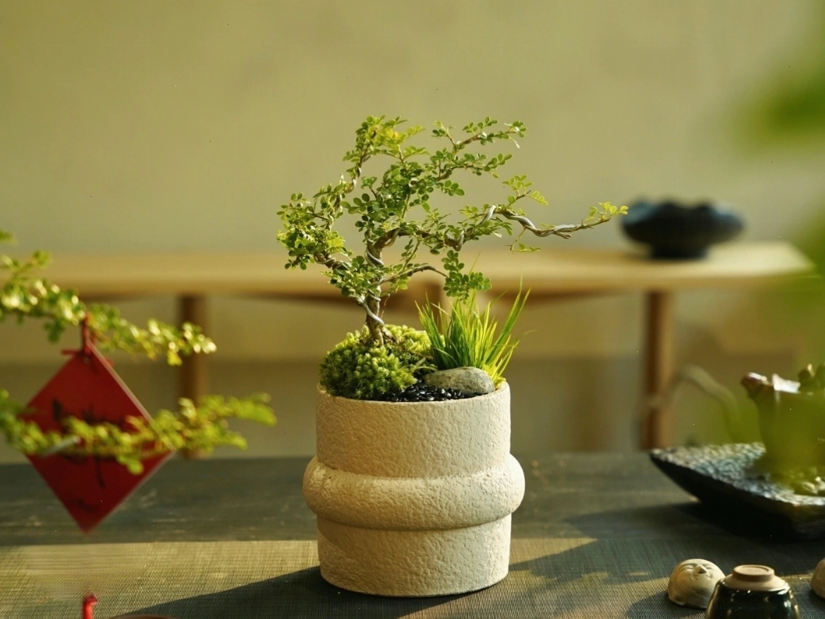 Cây cảnh dễ chăm sóc dành cho nữ 1989 bận rộn