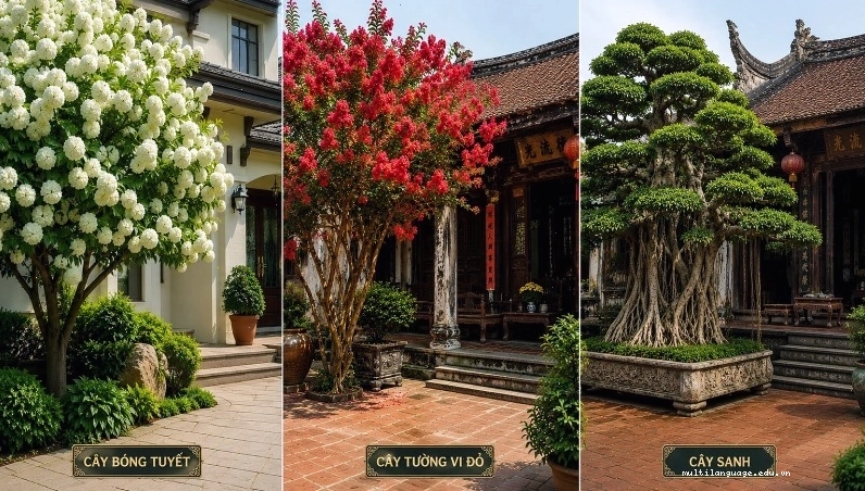 Cây cảnh được người xưa coi trọng vì ý nghĩa phong thủy tốt lành.