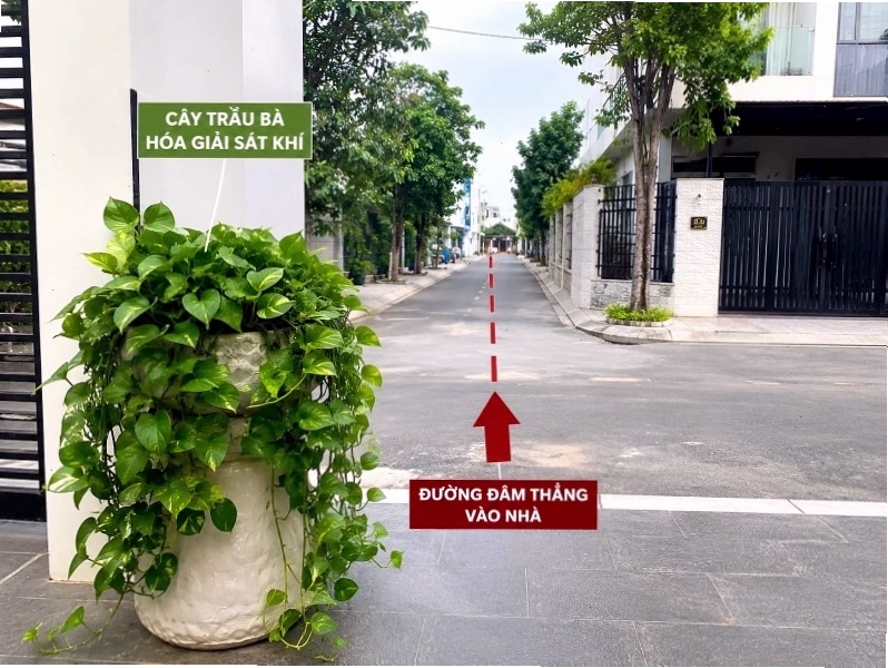 Cây cảnh giúp giảm sát khí và cải thiện cảnh quan
