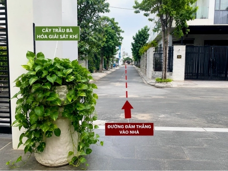 Cây cảnh giúp giảm sát khí và mang lại vận khí tốt