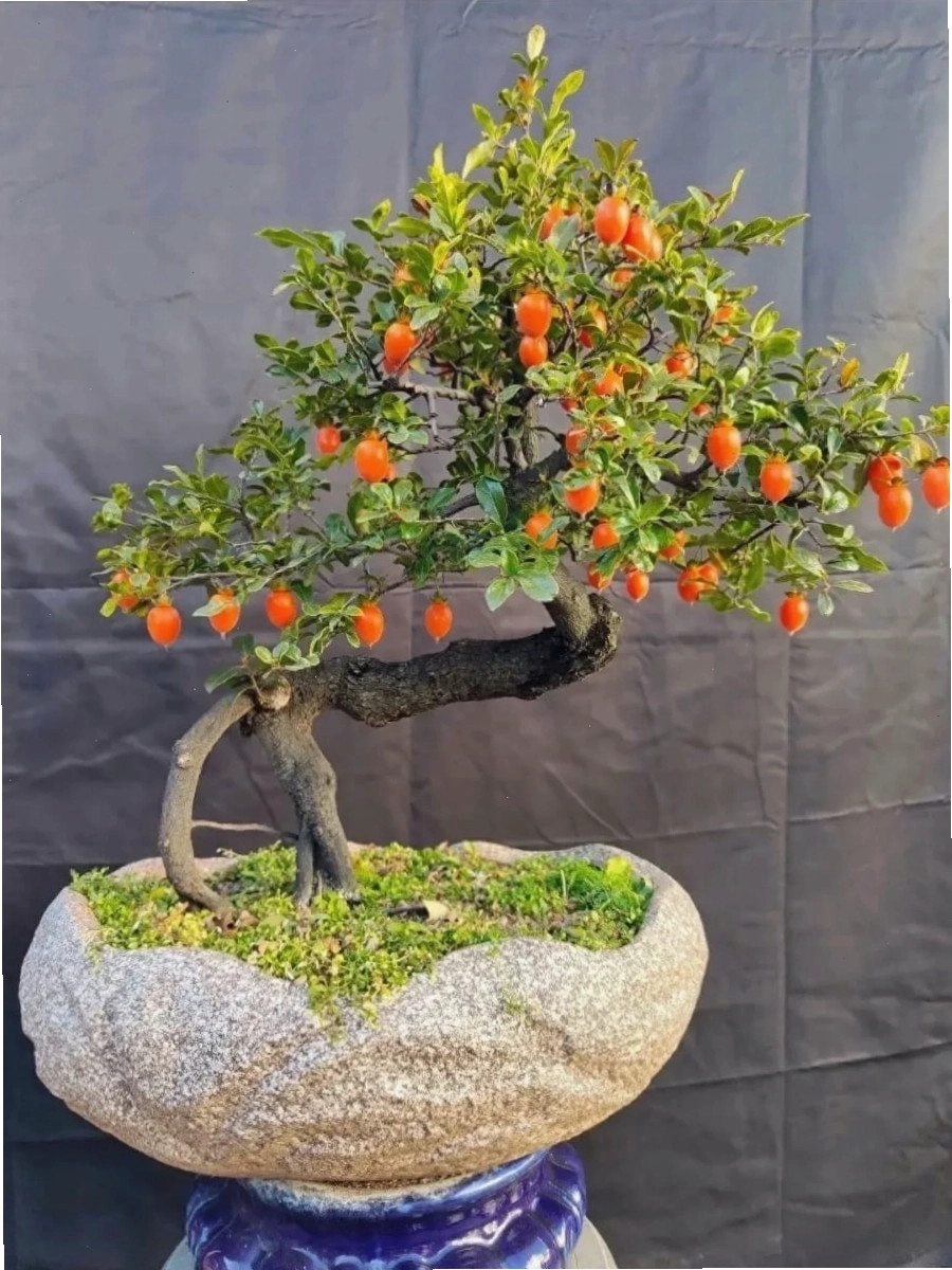 Cây cảnh hồng đá được tạo hình bonsai đẹp mắt