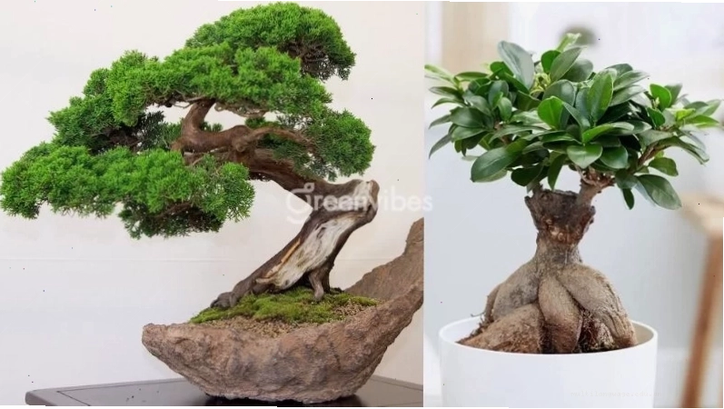 Cây cảnh ngoài sân
