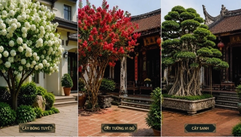 Cây cảnh trước cửa nhà mang lại phúc khí và may mắn