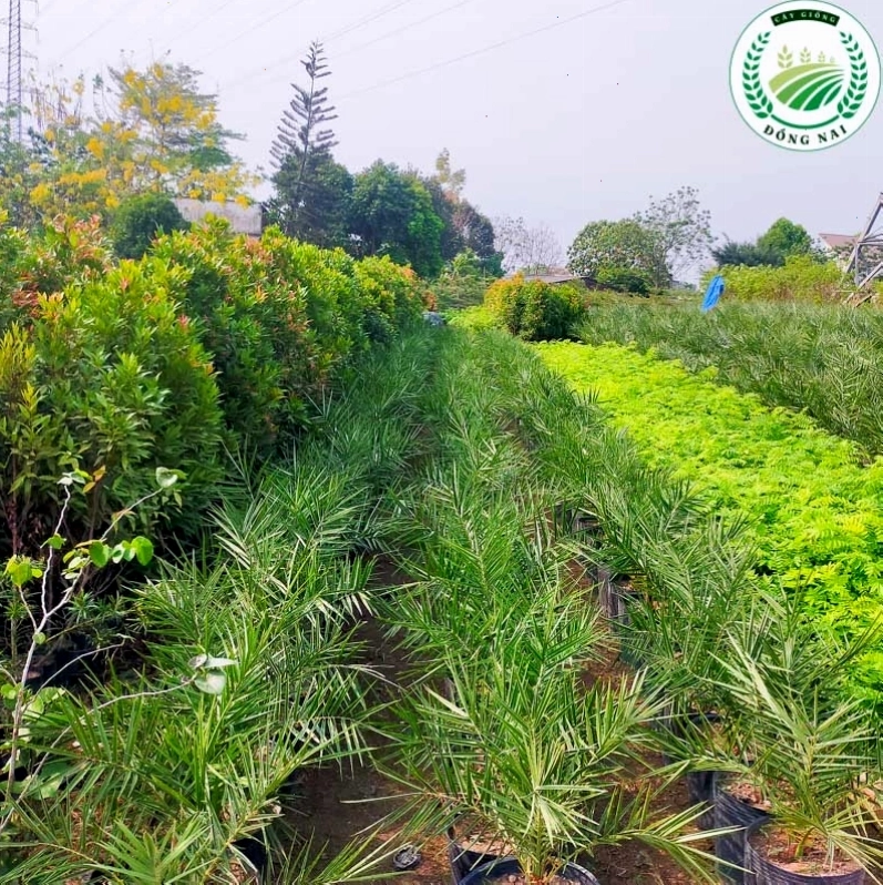 Cây chà là giống sau khi trồng