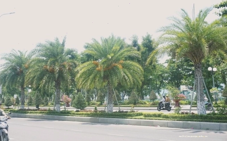 Cây chà là mang ý nghĩa phong thủy tốt lành