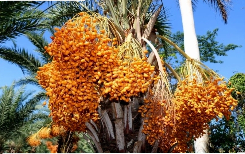 Cây chà là với lá kép lông chim đặc trưng