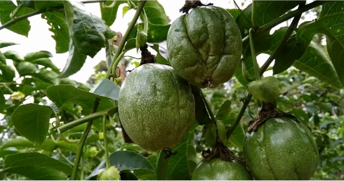 Cây chanh dây bị sâu bệnh tấn công làm giảm tuổi thọ