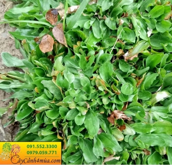 Cây cỏ gừng thái lan với lá xanh mướt, dễ dàng tạo thảm hoặc viền
