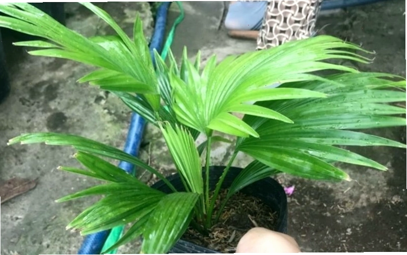 Cây cọ Nhật với dáng vẻ thanh lịch