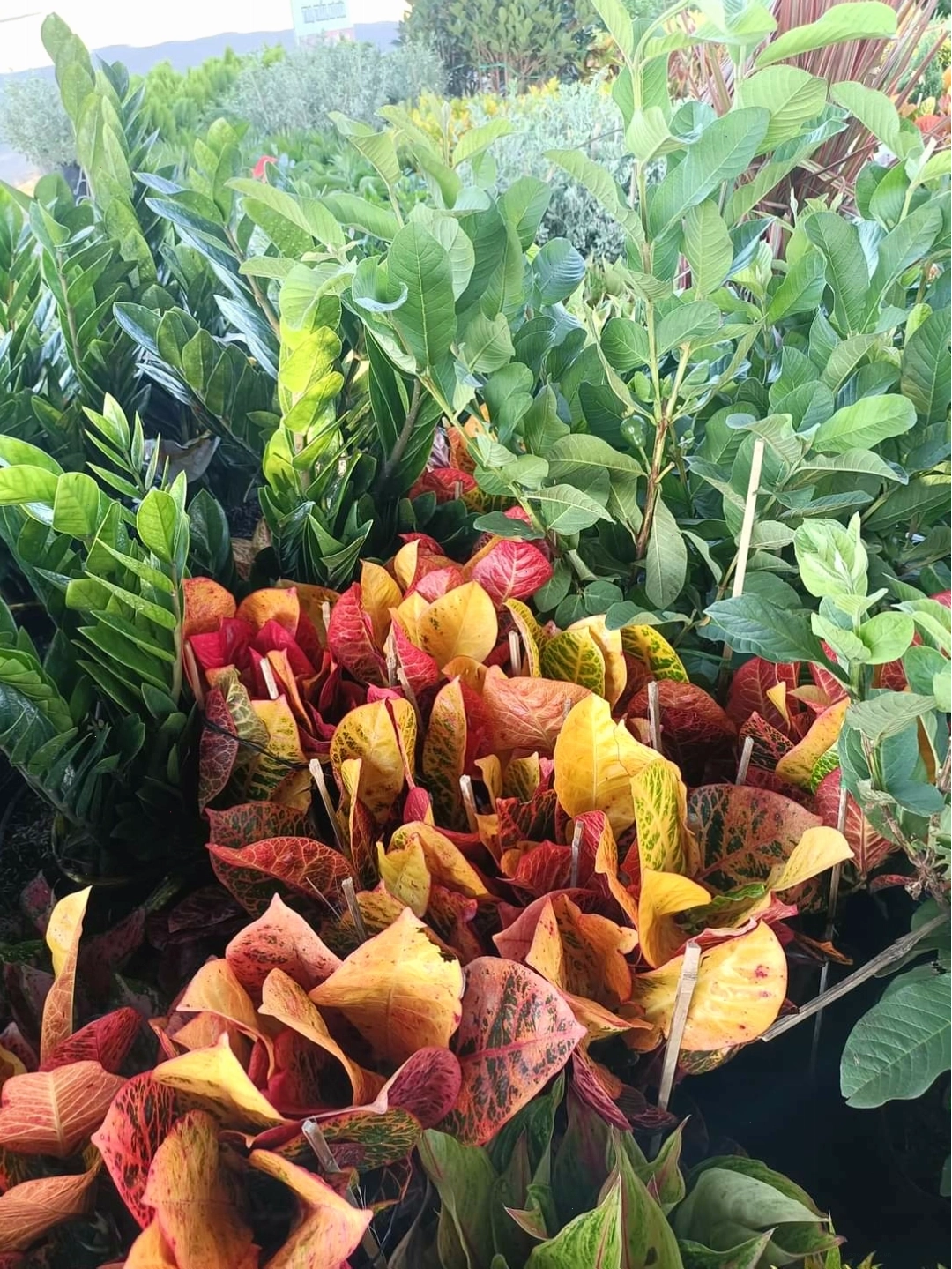 Cây cô tòng lá mít hợp mệnh Hỏa và Mộc