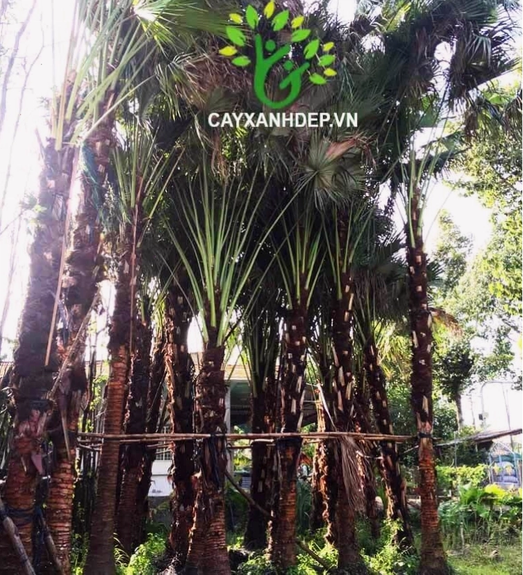 Cây Cọ Xẻ với lá hình quạt độc đáo