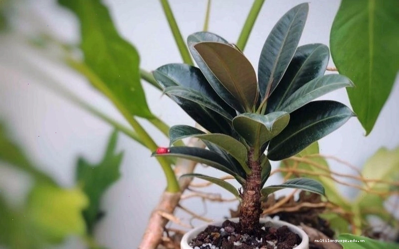 Cây đa búp đỏ với lá xanh bóng đẹp