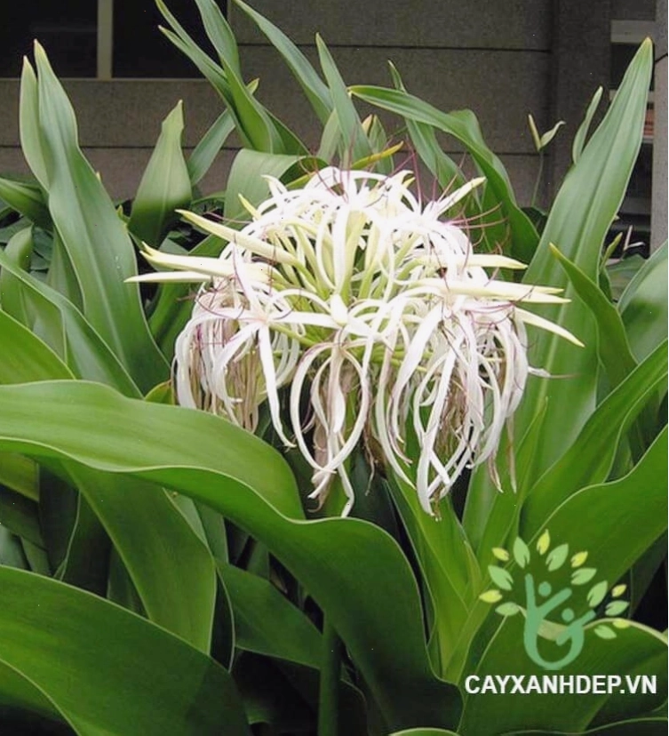 Cây Đại Tướng Quân với lá xanh bản lớn