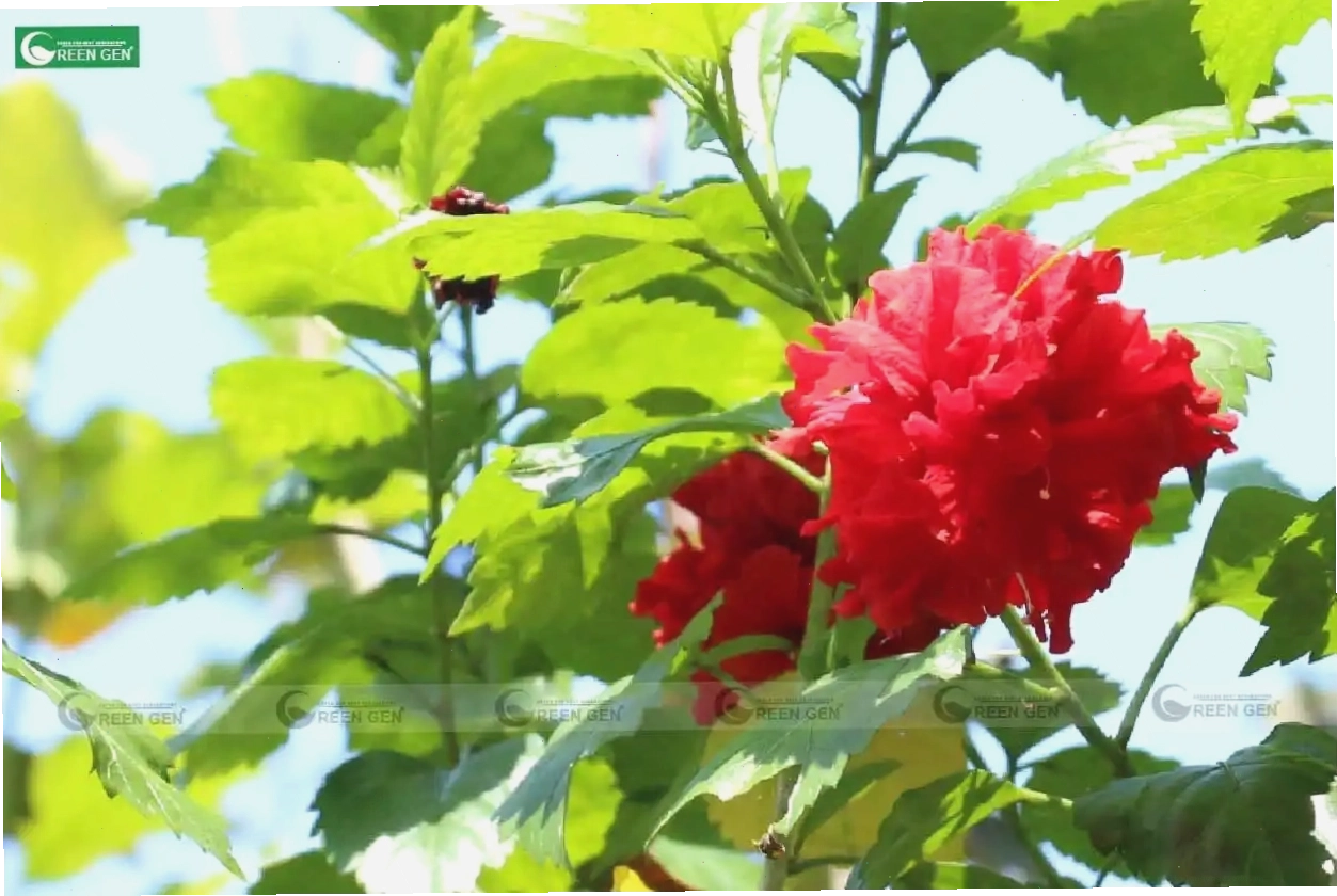 Cây dâm bụt đỏ kép với hoa to đẹp, mang ý nghĩa thu hút năng lượng tốt
