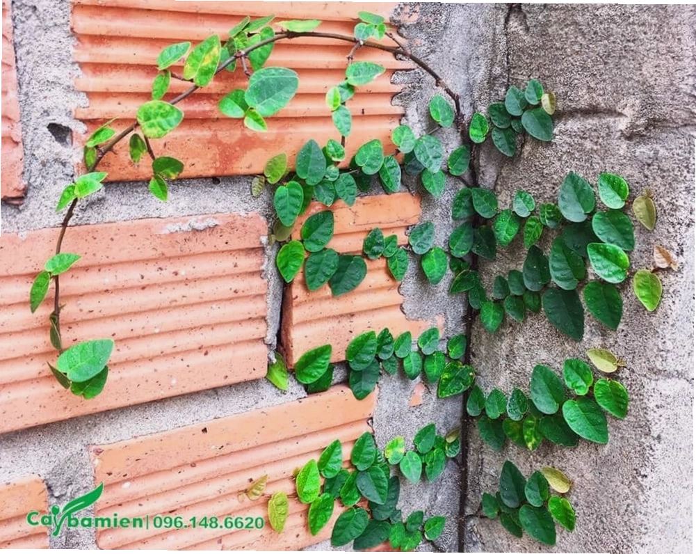Cây dây leo trồng dưới giếng trời