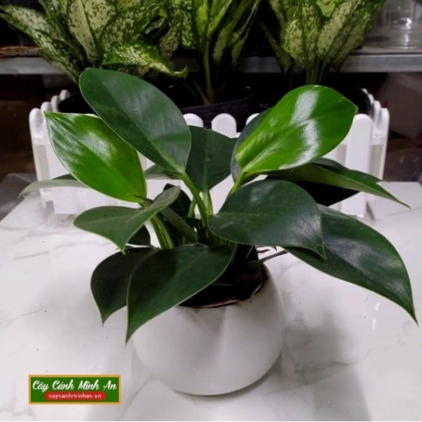 Cây đế vương xanh hợp tuổi ngọ mang lại may mắn