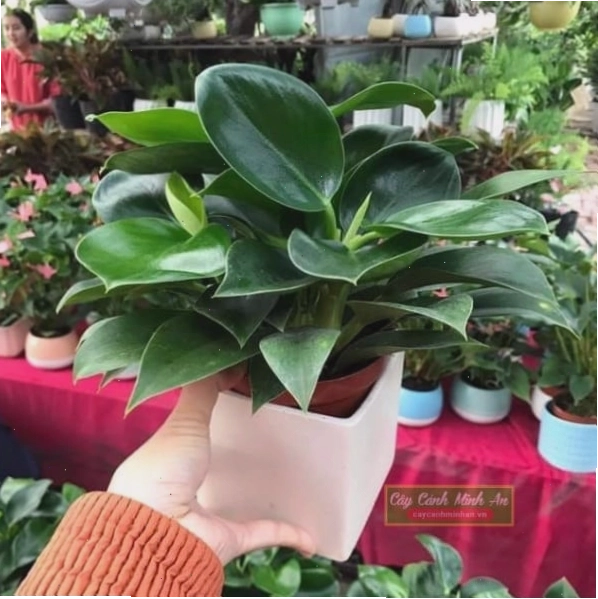 Cây đế vương xanh phù hợp trang trí nội thất