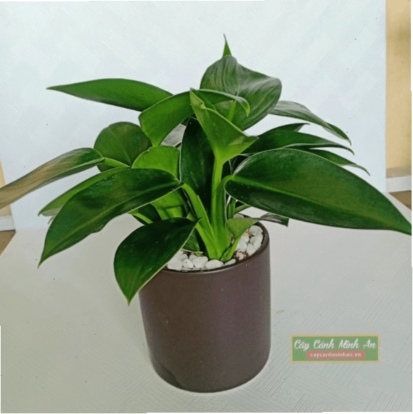Cây Đế Vương Xanh trồng trong chậu để bàn