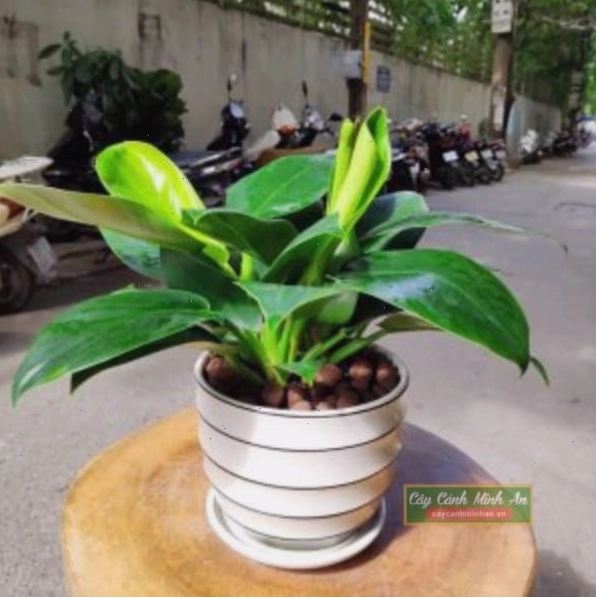 Cây đế vương xanh với lá xanh bóng mượt