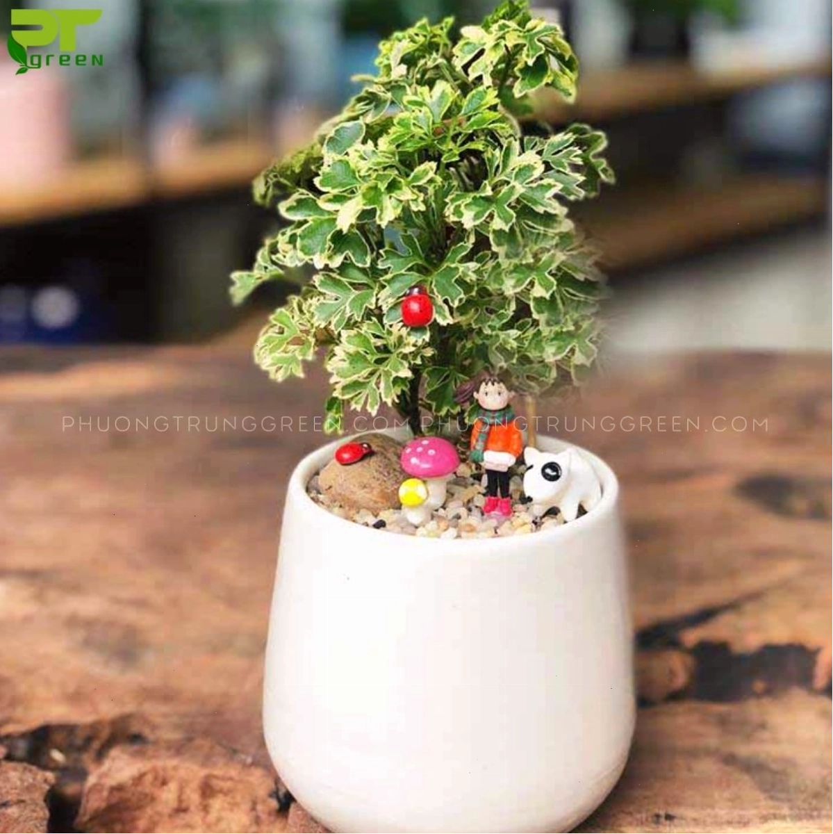 Cây đinh lăng cẩm thạch giúp thanh lọc không khí