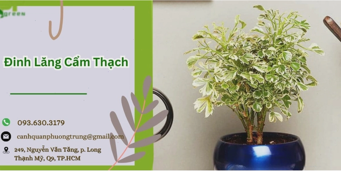 Cây đinh lăng cẩm thạch với lá tròn viền trắng nổi bật
