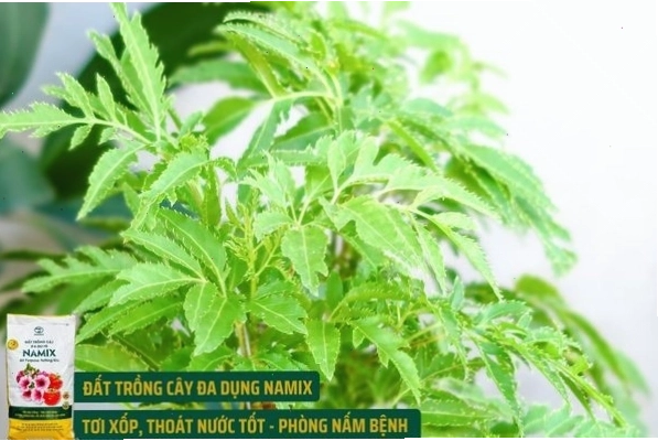 Cây đinh lăng con trong chậu nhựa
