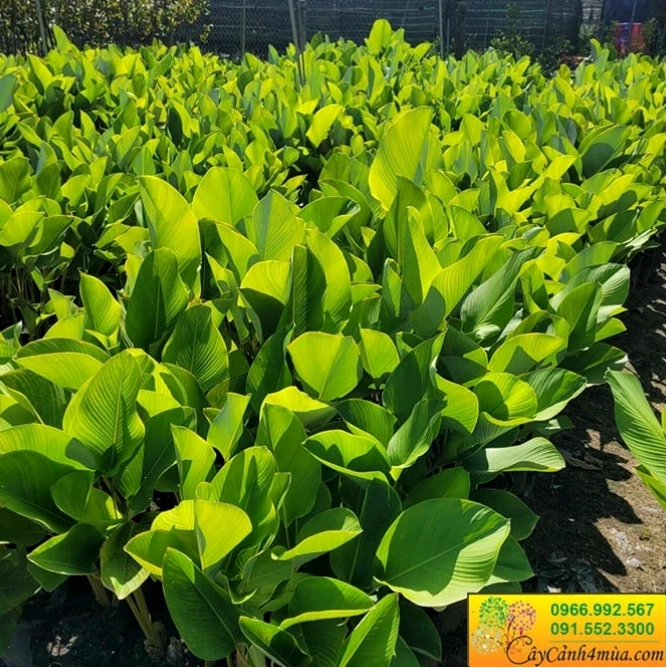 Cây dong lá bạc cảnh được trồng trong sân vườn
