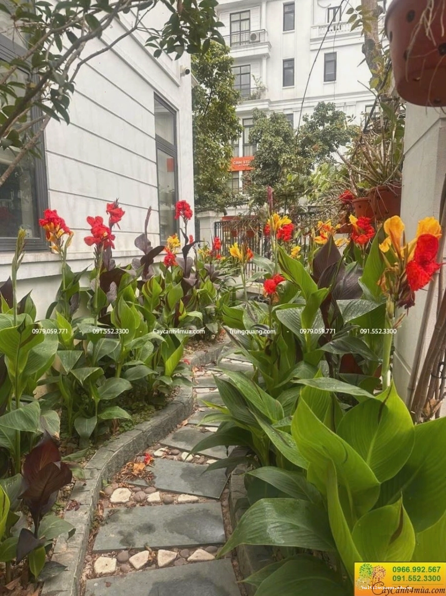 Cây dong riềng với lá to bản và hoa màu sắc rực rỡ