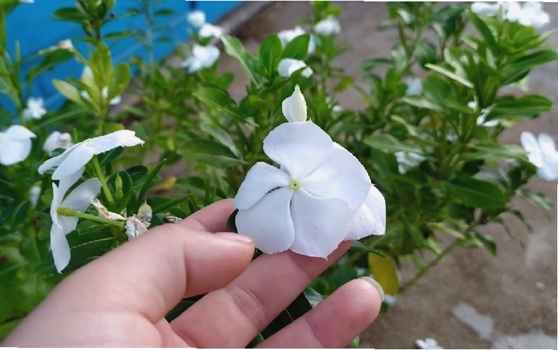 Cây dừa cạn con đang phát triển tốt