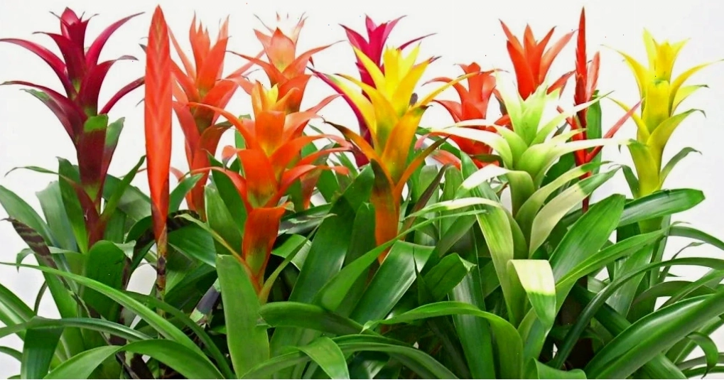 Cây Dứa Cảnh Nến với hoa rực rỡ